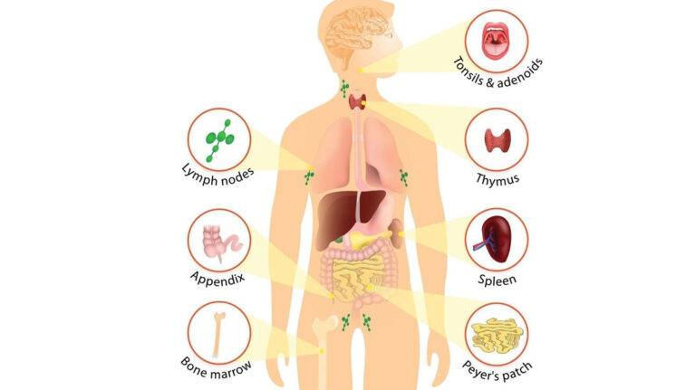 Lymphatic